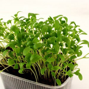 zerucha velkolista2